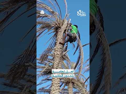 أهل تهامة يتحدون الجاذبية | رحلة حظ