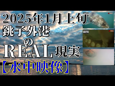 4K【水中映像】2025年 1月中旬 銚子外港 コノシロとシーバス探し#銚子 #釣り #水中映像 #タコ