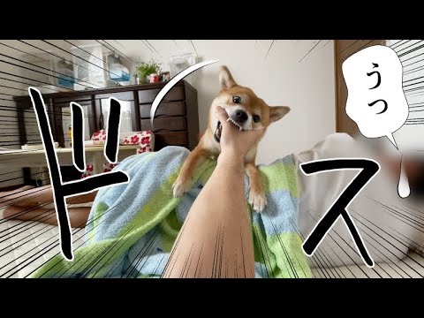 この部屋ではのんびりとお昼寝できないシステム　柴犬小夏
