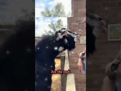 wait for end 😱 #trending#animals#wildlife#lion#shorts#youtube