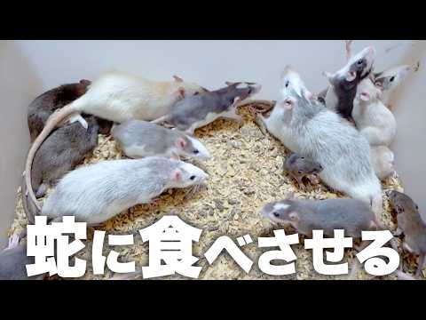 増えすぎたラットを蛇に食べさせる