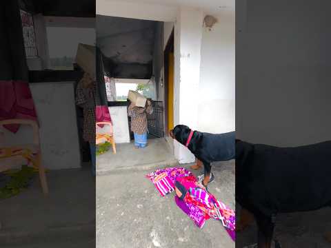 Rottweiler’s Shocking Reaction to Little Stranger 😱 #Rottweiler #DogReaction #ViralShorts #DogLover