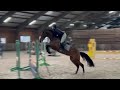 Show jumping horse 5-jarige merrie v. Harley VDL