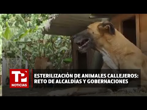 Esterilización de animales callejeros: reto de Alcaldías y Gobernaciones |21.04.2024| TP Noticias