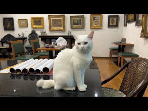 【猫の美術館】千葉県匝瑳市（松山庭園美術館）美しい猫さん