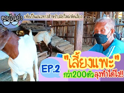 เลี้ยงแพะกว่า200ตัว-ลุงทำได้ไง เลี้ยงแพะกว่า200ตัว-ลุงทำได้ไง