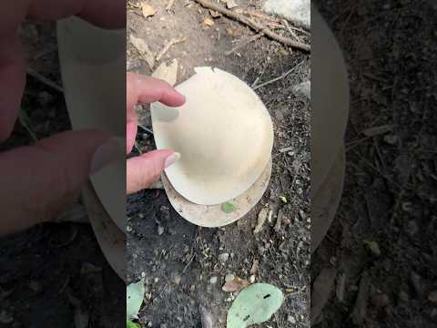 นี่มันหอยอะไร😅 #what #shell #อะไรกันครับเนี่ย #this #wonderful