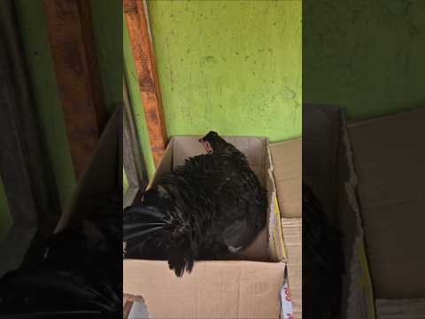 ada nya ayam hitam🤣🤣🤣