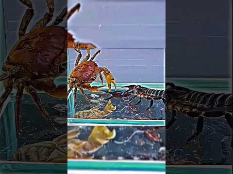 IMPOSSIBLE 🍷#shorts