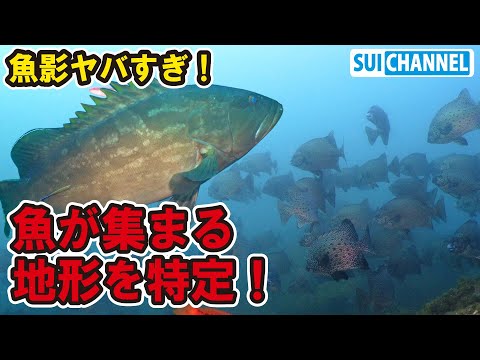 【衝撃】高級魚が大乱舞！魚が集まる凄い海底地形を特定した！
