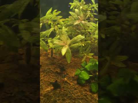 evening veiw #aquarium #fish #aquariumfish 