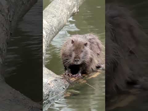 Ontmoet Agent M, de muskusrat 🐀 #hetlandjevantim