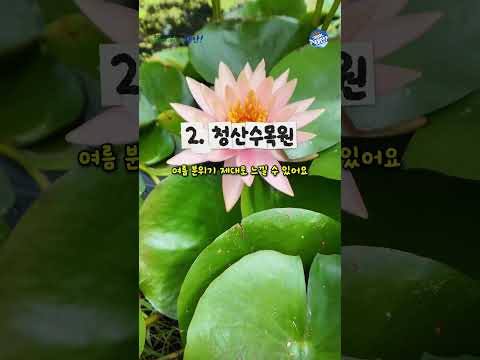 7월에 가기 좋은 태안 수국 여행지 Best 3