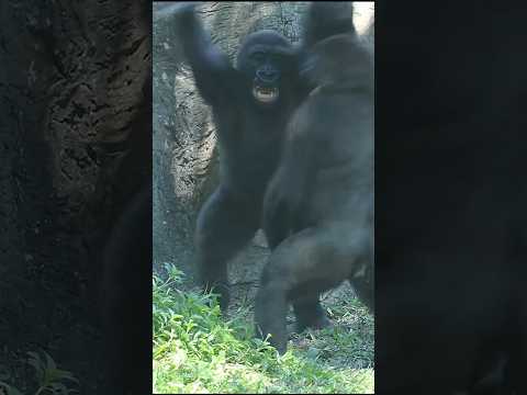 台北市立動物園のゴリラの遊びシーン集で癒やし体験 サムネイル