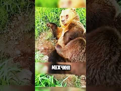 НУ, ОЧЕНЬ НАГЛЫЙ МЕДВЕДЬ😂