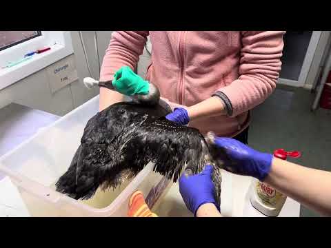 Loon covered in oil wash