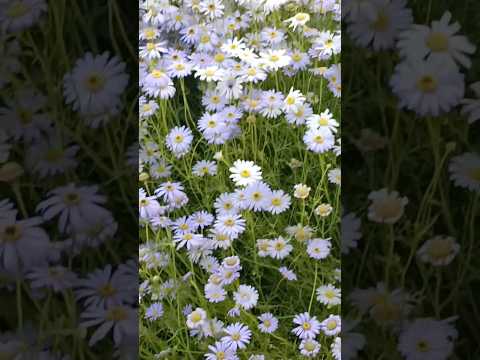 🌸🌸🌷🌼flowers #beautiful #love #flowerlove #flower #plants #yt #new