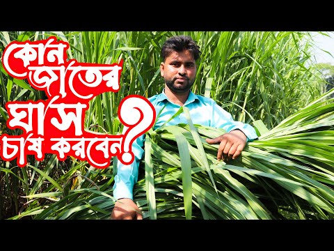 গরুর খামার করছেন? জানুন! কোন জাতের ঘাস চাষ করবেন ?  উন্নত জাতের ঘাস চাষ পদ্ধতি -  Grass Cultivation