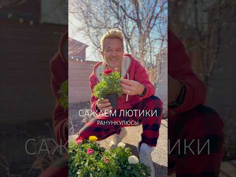 Понеслась весна по кочкам 😂 Посадка ранункулюсов