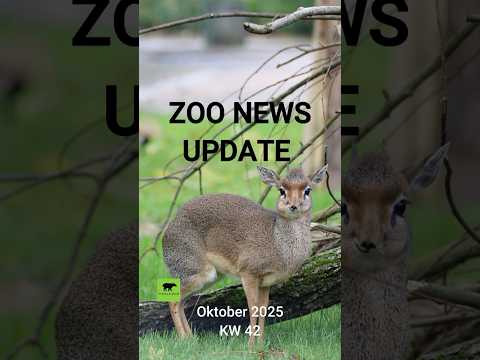 Zoo News Update KW 42 | Oktober 2025 #zoo #koala #giraffe #vienna #animals