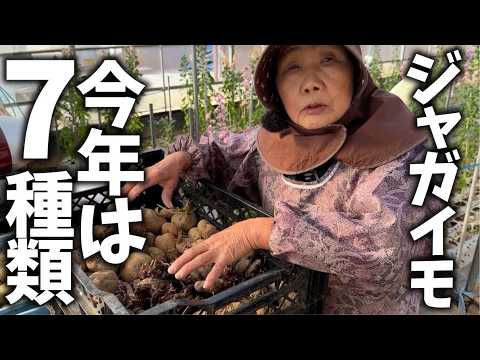 【今年の春ジャガは楽しみいっぱい♥数命】しわしわだけど大丈夫？【キタアカリ】【メークイン】【グラウンドペチカ】【出島】【あいまさり】【アンデスレッド】【発芽処理】【浴光催芽】