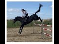حصان القفز Super brave merrie - springen, cross & dressuur