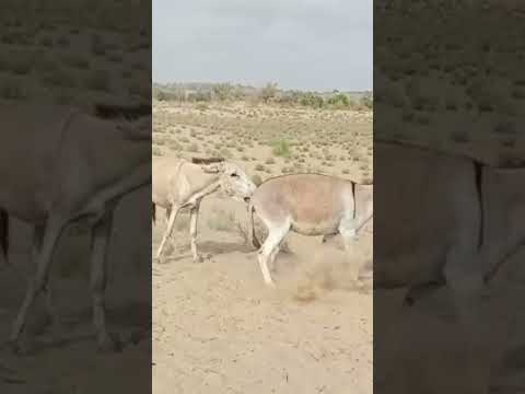 #animals #anmals #cowgoat #travel #funny #farmanimal #cow #livestock #comedy #shortvideos #shorts