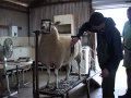 Овцеводство: Овцеводство