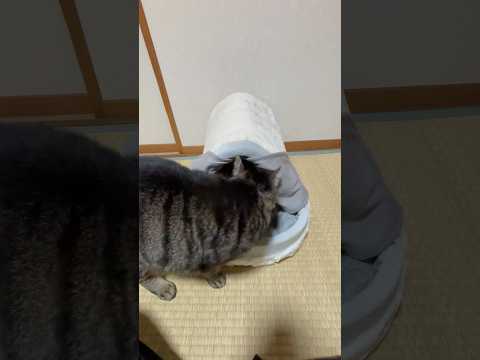 猫が吸い寄せられると話題のベッド買ってみたけど…入らないんかい!
