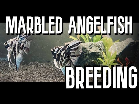 Breeding | Marbled Angelfish Part 1 Fingers crossed this is our lucky chance!
Keep an eye out for more videos on these gorgeous marble a