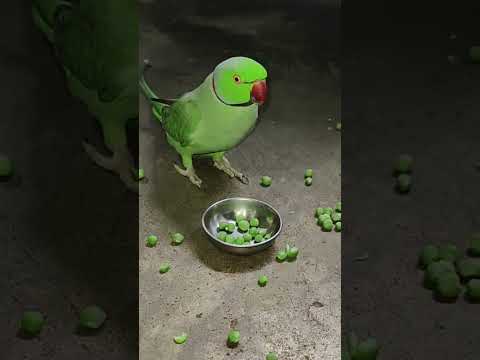amazing talking parrot mithu 💚🦜#talkingparot #petbird #funny #nonstoptalkingparrot#comedy#shortvideo