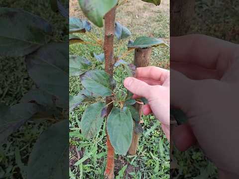 Секрет здоровых саженцев без ошибок!