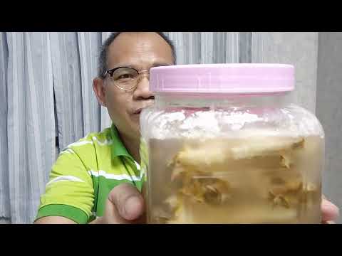 หัวเชื้อคอมบูชา-Kombucha-(Scob หัวเชื้อคอมบูชา-Kombucha-(Scob