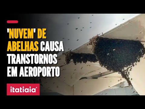 AVIÃO É 'CERCADO' POR ABELHAS NO AEROPORTO DE NATAL E CAUSA ATRASO EM DESEMBARQUE