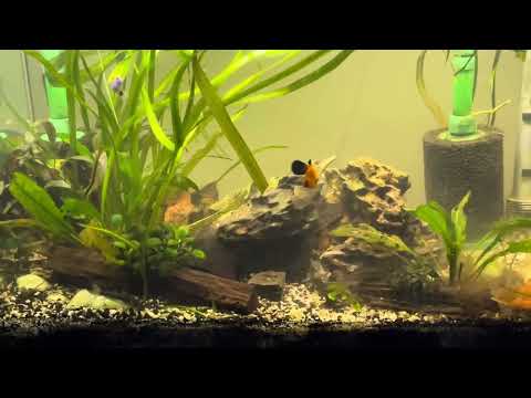 Water Changes 