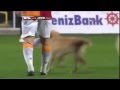 Two dogs join footballers at Galatasaray - Aalen