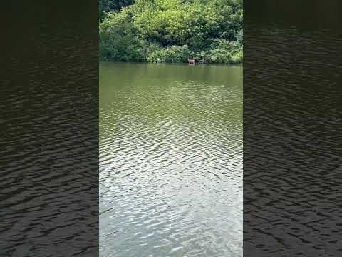 Why is there a deer in the pond 🦌 #fishinggear #fishing #fishingvideo #fishingequipment #animals