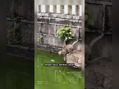 kucing jatuh dalam air #shorts #short