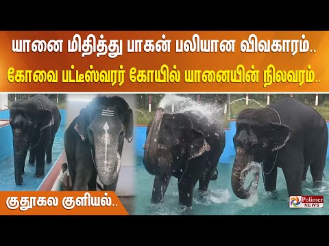 யானை மிதித்து பாகன் பலியான விவகாரம்.. கோவை பட்டீஸ்வரர் கோயில் யானையின் நிலவரம்.. குதூகல குளியல்..