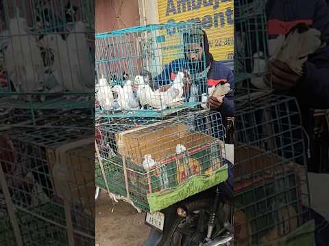 Amroha Kabootar Market.