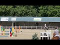 障碍赛马匹 Talentvol 4 jarig springpaard
