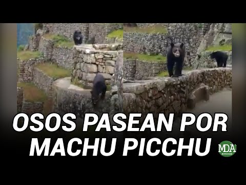 Viral: DOS OSOS se PASEAN por las RUINAS de MACHU PICCHU en Perú