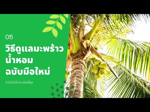 วิธีดูแลมะพร้าวน้ำหอม-มือใหม่ค วิธีดูแลมะพร้าวน้ำหอม-มือใหม่ค