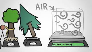 Thumbnail for the video "The Heaviest Part of a Forest Is NOT What You Think" from MinuteEarth