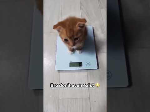 #catvideos #cutecat #catshorts #kucing #kucingcomel