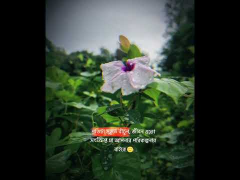 জীবন বহু সংক্ষিপ্ত  #islamicshorts #hadisbangla #nature