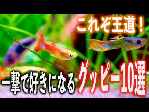 【グッピー図鑑】初心者でも分かる！押さえておきたい10種類【熱帯魚 アクアリウム】