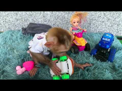 TiTi eat yogurt - Animal TiTi