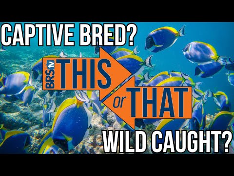 Wild Caught Vs Captive Bred_ What's Best For Your  Today, Will and Kyle dive into the topic of wild caught vs. aquacultured and captive bred livestock.