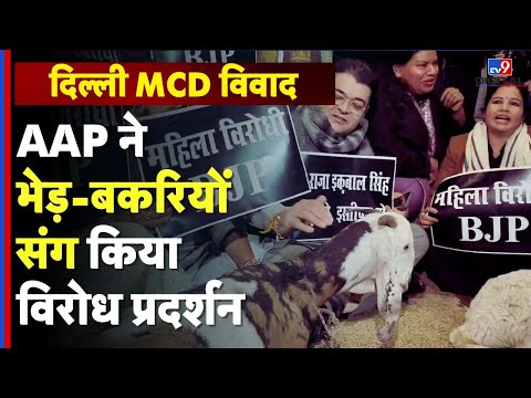 AAP councillors protest : MCD Mayor Raja Iqbal Singh पर भड़की AAP, भेड़-बकरियों संग किया विरोध